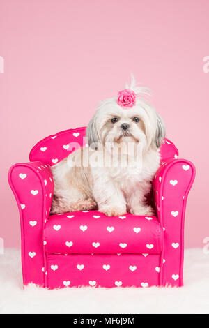 Süße shih-tzu Hund sitzt auf einem rosa Stuhl, trägt eine rosa Schleife an einem rosa Hintergrund Stockfoto