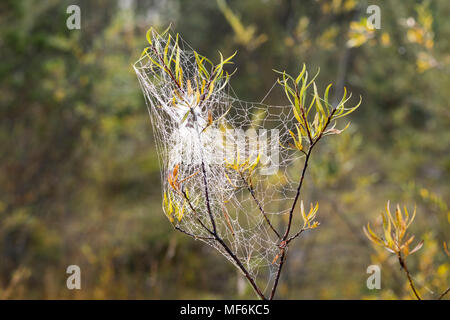 Spinnennetz mit Tautropfen in Willow Zweig, Oberbayern, Bayern, Deutschland Stockfoto
