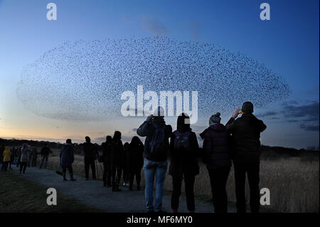 Starling, Sturnus vulgaris, murmuration von Hunderten von vogelbeobachter auf der Nordwand bei RSPB Minsmere, Suffolk, Februar beobachtet Stockfoto