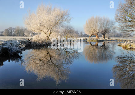 Willow Bäume im Raureif und Reflexionen in den Fluss Stour, Stour Valley, Constable Country, Dedham Vale, Flatford, Colchester, Essex/Suffolk Grenzen Stockfoto