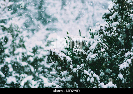 Makro Foto eines schneebedeckten Zweig im Winter, Pyrenäen, Frankreich Stockfoto