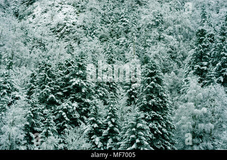 Wald von Snowy White Christmas Bäume, Pyrenäen, Frankreich Stockfoto