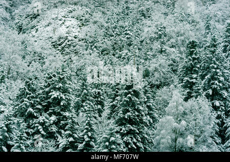 Wald von Snowy White Tannen, Pyrenäen, Frankreich Stockfoto