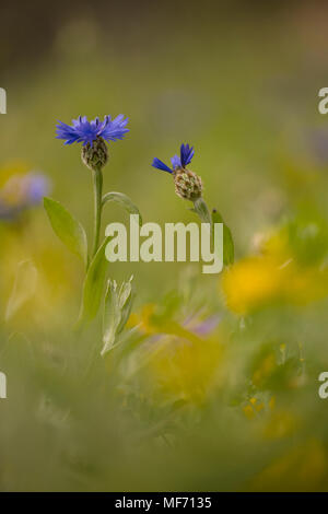 Syrische Kornblume - Distel, oder flockenblume Centaurea cyanoides. In Israel im März fotografiert. Stockfoto