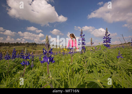 Ein Mädchen geht in ein Feld der blauen Lupine (Lupinus pilosus) in Ramot Menashe, Israel im Februar fotografiert. Stockfoto