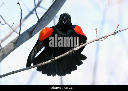 Red Winged Blackbird mit Haltung Stockfoto