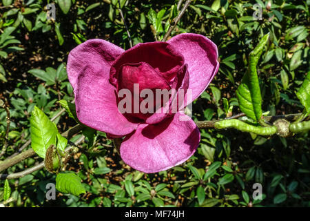 Magnolia Genie Stockfoto