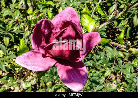 Magnolia Genie Stockfoto