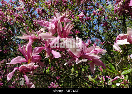 Magnolia Susan blühende Baumschönheit Stockfoto