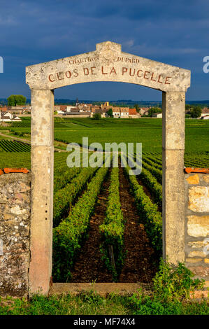 Portal der Clos de la Pucelle, Puligny Montrachet 1er Cru, Cote d'Or, Bourgogne Franche Comte, Frankreich, Europa Stockfoto