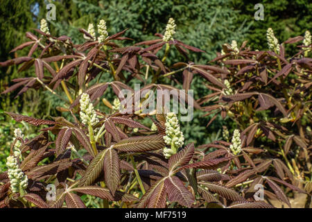 Frische neue Blätter Aesculus pavia „Rosea Nana“ Stockfoto