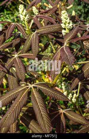 Neue, frische Blätter Aesculus pavia Rosea Nana Stockfoto