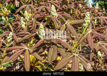 Neue, frische Blätter Aesculus pavia Rosea Nana Stockfoto