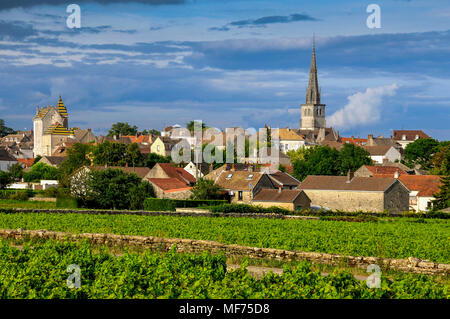 Weinberg vor dem Dorf Meursault, Burgundy Wine Road, Cote d'Or, Bourgogne Franche Comte, Frankreich, Europa Stockfoto