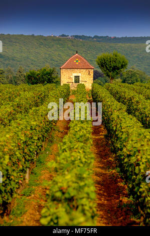 Weinreben der beste Cru-Weinberg zwischen Pernand Vergelesses und Savigny les Beaune, Bourgogne Franche Comte, Frankreich Stockfoto