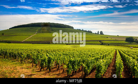 Berühmte Grand Cru und erstklassige Cru Weinberge von Aloxe Corton. Cote de Beaune. Burgunder. Bourgogne Franche Comte. Frankreich Stockfoto