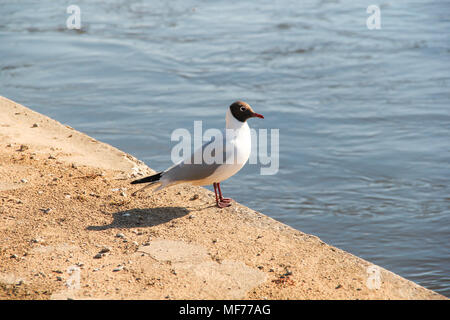 Laughing Gull Vogel durch den Fluss Neris in Vilnius, Litauen Stockfoto