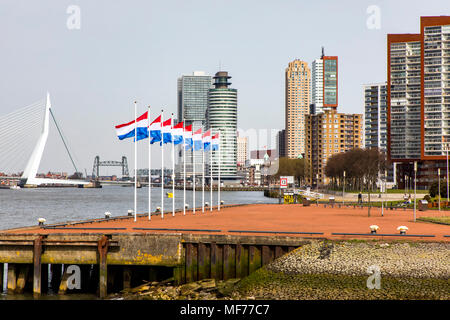 Die Skyline von Rotterdam, auf die Nieuwe Maas, Fluss, Erasmus Brücke, Wolkenkratzer im "Kop van Zuid" Bezirk, in den Niederlanden, in der vorderen Park in Stockfoto