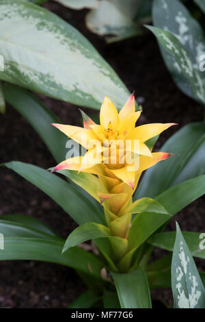 Guzmania Hilda. Taschenlampe Bromelie in Blüte im Gewächshaus an der RHS Wisley Gardens, Surrey, Großbritannien Stockfoto