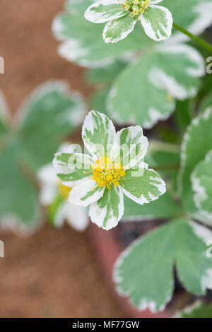 Hacquetia Epipactis "Thor" Blumen mit blassen goldgelbe Blüten und Hochblätter grün-bunt Stockfoto