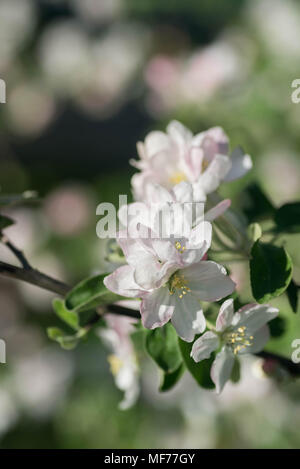 Apple Blumen auf Zweig Makro selektiven Fokus Stockfoto