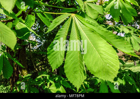 Aesculus hippocastanum, Rosskastanie, Frische Blätter Stockfoto