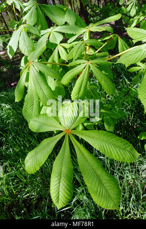 Aesculus hippocastanum, Rosskastanie, Frische Blätter Stockfoto