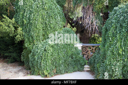 Japanische Pagode Baum mit alten rostigen Geländer. Alte Sophora japonica- und alten rostigen Geländer mit einem Motiv von Rebe sind im Hintergrund. Stockfoto