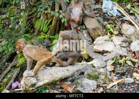 Monkey Mutter kümmert sich um ihr Baby mit viel Liebe und Zuneigung unter einem Baum. Stockfoto