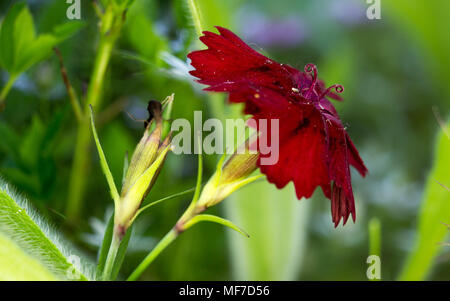 Rote Nelke - Dianthus caryophyllus - Im Garten Stockfoto