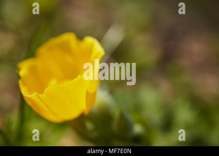 Woods Mohn Blumen blühen im Frühling, York County, Pennsylvania, USA Stockfoto