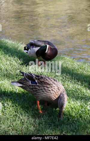 Bourton auf dem Wasser Gloucestershire Stockfoto