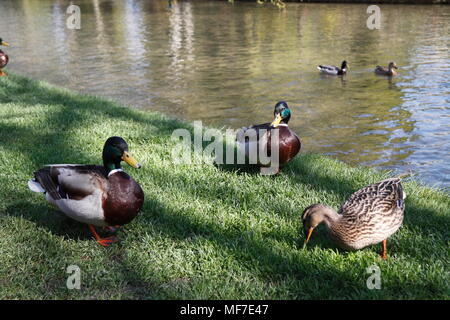 Bourton auf dem Wasser Gloucestershire Stockfoto