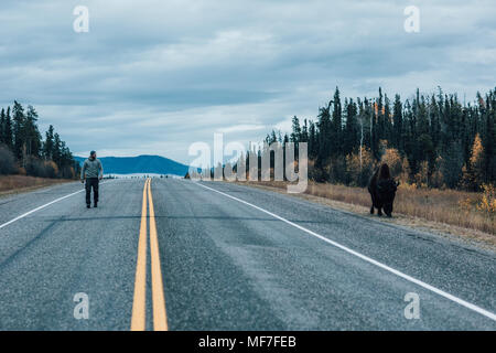 Kanada, British Columbia, Mann zu Fuß auf den Alaska Highway mit Bison am Straßenrand Stockfoto