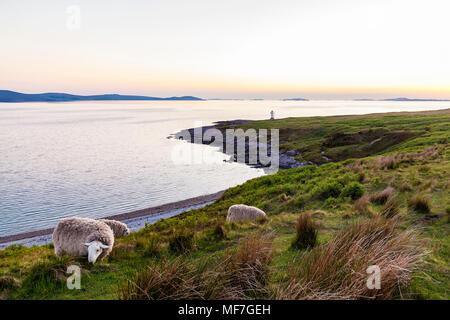 Vereinigtes Königreich, Schottland, Highland, Loch Broom, in der Nähe von Ullapool, Rhue Leuchtturm, Schafe auf der Wiese im Abendlicht Stockfoto