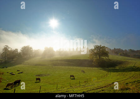 Deutschland, Bayern, Oberbayern, Icking, Weide am Morgen Nebel Stockfoto