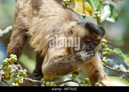 Schwarz-gestreifte (aka Bärtigen) Kapuziner Fütterung auf palm Muttern Stockfoto