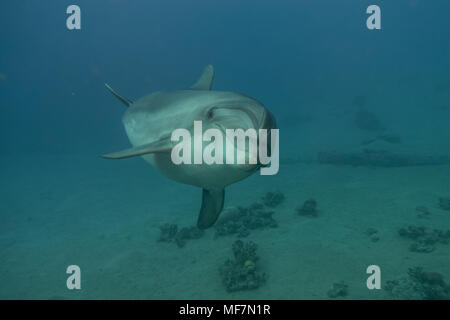 Delphin Schwimmen im Roten Meer, Eilat Israel - von Avner efrati fotografiert. Stockfoto