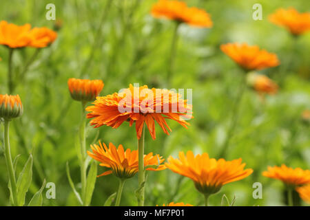 Orange Topf Ringelblume - Calendula officinalis Feld bloosom Stockfoto