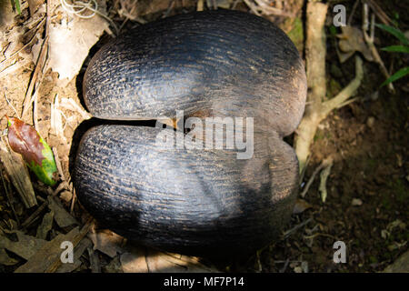 Coco de Mer oder doppel Kokosnuss im Tal de Mai - Praslin, Seychellen Stockfoto