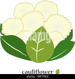 Blumenkohl. Kohl Symbol Nahaufnahme. Auf einem weißen Hintergrund. Vector Illustration Stock Vektor