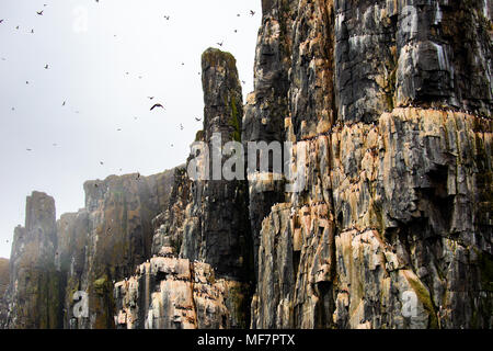 Alkefjellet, Sea Cliff Gehäuse seabird Kolonie, Spitzbergen Svalbard Norwegen Stockfoto