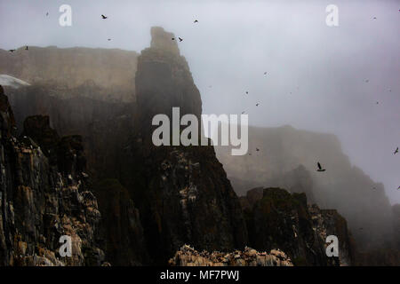 Alkefjellet, Sea Cliff Gehäuse seabird Kolonie, Spitzbergen Svalbard Norwegen Stockfoto