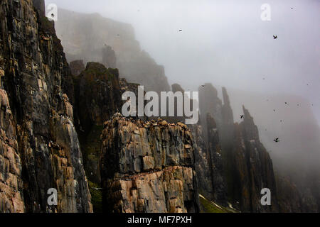 Alkefjellet, Sea Cliff Gehäuse seabird Kolonie, Spitzbergen Svalbard Norwegen Stockfoto