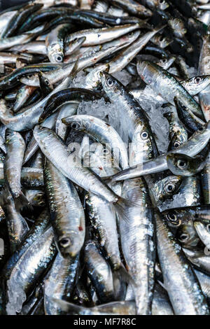 Frischen und rohen Fisch gerade gefangen vom Meer in Eis Stockfoto