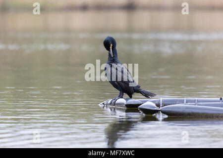 Nach Shag thront auf ponton selbst putzen Stockfoto