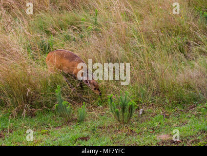 Cape Buschbock Kalb feeds heimlich im afrikanischen Busch Bild im Querformat. Stockfoto