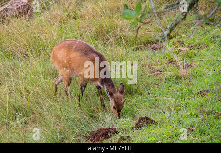 Cape Buschbock Kalb feeds heimlich im afrikanischen Busch Bild im Querformat. Stockfoto