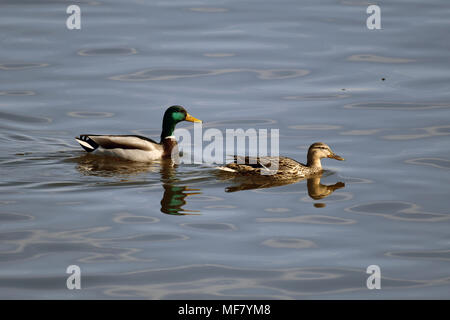 Männliche und weibliche Stockente auf See Stockfoto