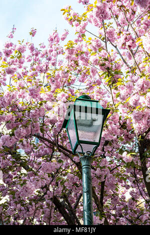 Frühling in Paris Stockfoto